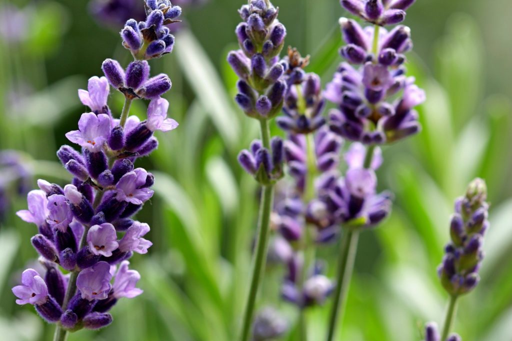 a close up of purple flowers